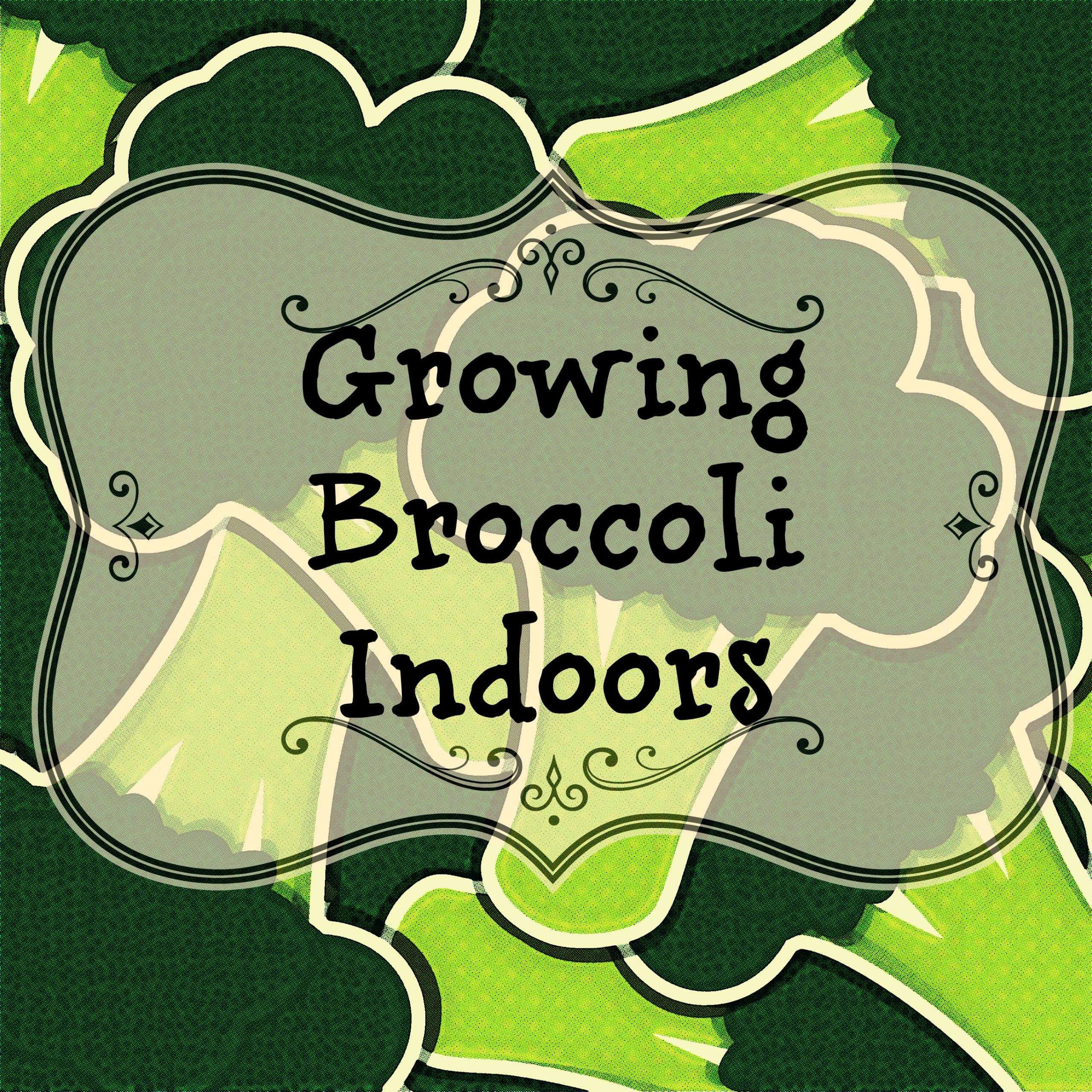 Read more about the article Growing Broccoli Indoors